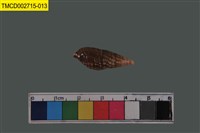 藏品(寄居蟹)的圖片